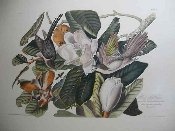 Audubon print from our Prints catalogue - Phoenixant.com