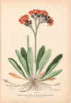 botanical print c.1906 from our Prints catalogue - Phoenixant.com