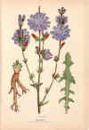 botanical print c.1906 from our Prints catalogue - Phoenixant.com