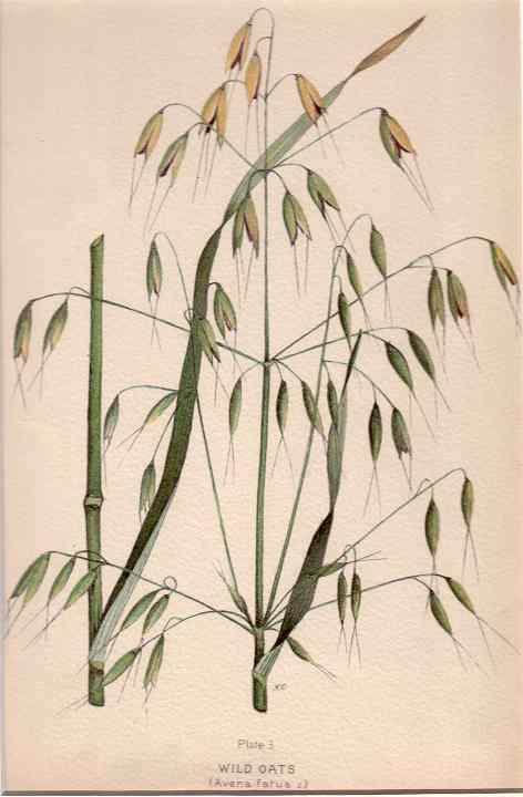 botanical print c.1906 from our Prints catalogue - Phoenixant.com