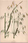 botanical print c.1906 from our Prints catalogue - Phoenixant.com