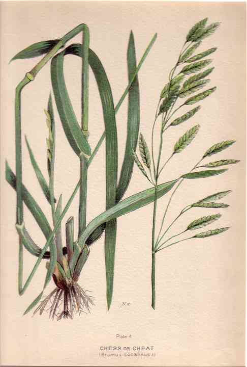 botanical print c.1906 from our Prints catalogue - Phoenixant.com