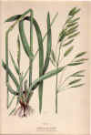 botanical print c.1906 from our Prints catalogue - Phoenixant.com