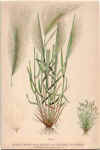 botanical print c.1906 from our Prints catalogue - Phoenixant.com