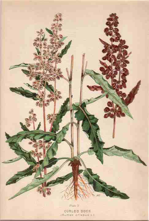 botanical print c.1906 from our Prints catalogue - Phoenixant.com