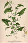 botanical print c.1906 from our Prints catalogue - Phoenixant.com