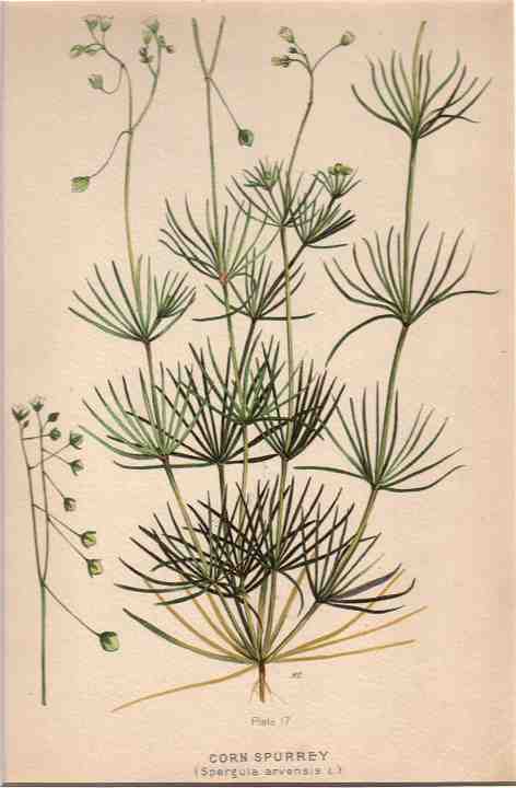 botanical print c.1906 from our Prints catalogue - Phoenixant.com