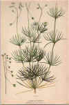 botanical print c.1906 from our Prints catalogue - Phoenixant.com