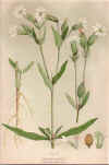 botanical print c.1906 from our Prints catalogue - Phoenixant.com