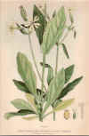 botanical print c.1906 from our Prints catalogue - Phoenixant.com