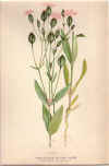 botanical print c.1906 from our Prints catalogue - Phoenixant.com