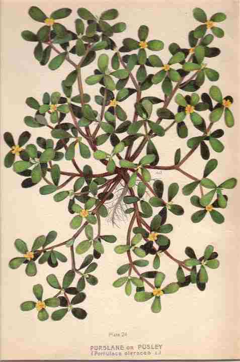 botanical print c.1906 from our Prints catalogue - Phoenixant.com