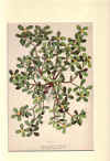 botanical print c.1906 from our Prints catalogue - Phoenixant.com