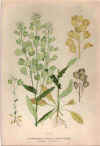 botanical print c.1906 from our Prints catalogue - Phoenixant.com