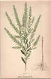 botanical print c.1906 from our Prints catalogue - Phoenixant.com