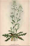 botanical print c.1906 from our Prints catalogue - Phoenixant.com