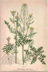 botanical print c.1906 from our Prints catalogue - Phoenixant.com