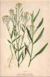 botanical print c.1906 from our Prints catalogue - Phoenixant.com