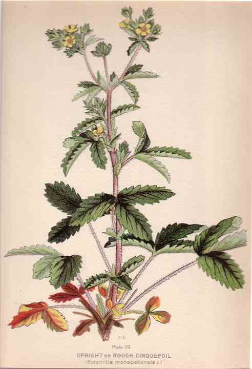 botanical print c.1906 from our Prints catalogue - Phoenixant.com