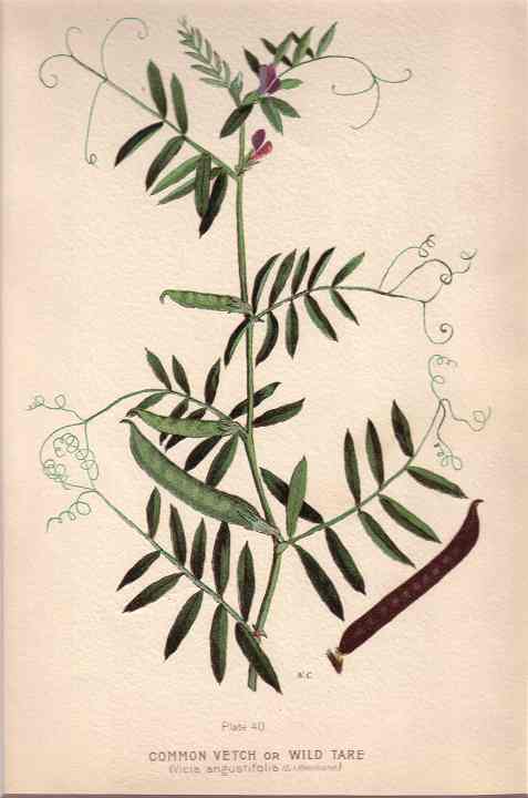 botanical print c.1906 from our Prints catalogue - Phoenixant.com