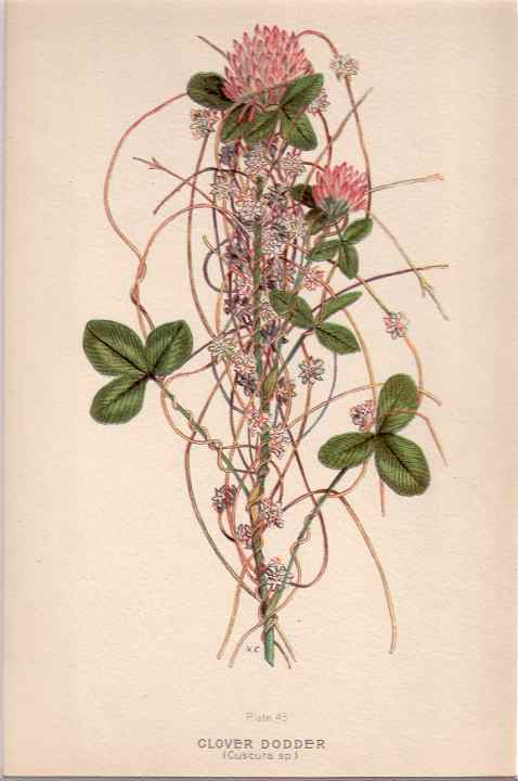 botanical print c.1906 from our Prints catalogue - Phoenixant.com