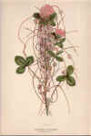 botanical print c.1906 from our Prints catalogue - Phoenixant.com