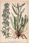botanical print c.1906 from our Prints catalogue - Phoenixant.com