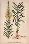 botanical print c.1906 from our Prints catalogue - Phoenixant.com