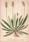 botanical print c.1906 from our Prints catalogue - Phoenixant.com