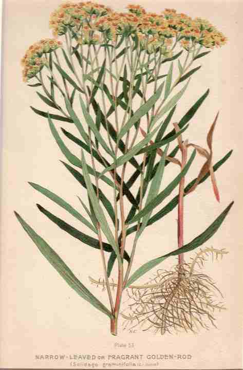 botanical print c.1906 from our Prints catalogue - Phoenixant.com