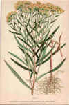 botanical print c.1906 from our Prints catalogue - Phoenixant.com