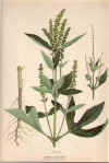 botanical print c.1906 from our Prints catalogue - Phoenixant.com