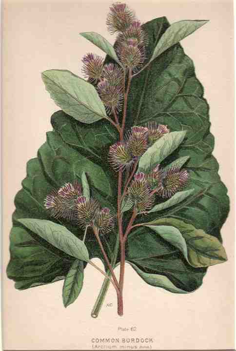 botanical print c.1906 from our Prints catalogue - Phoenixant.com