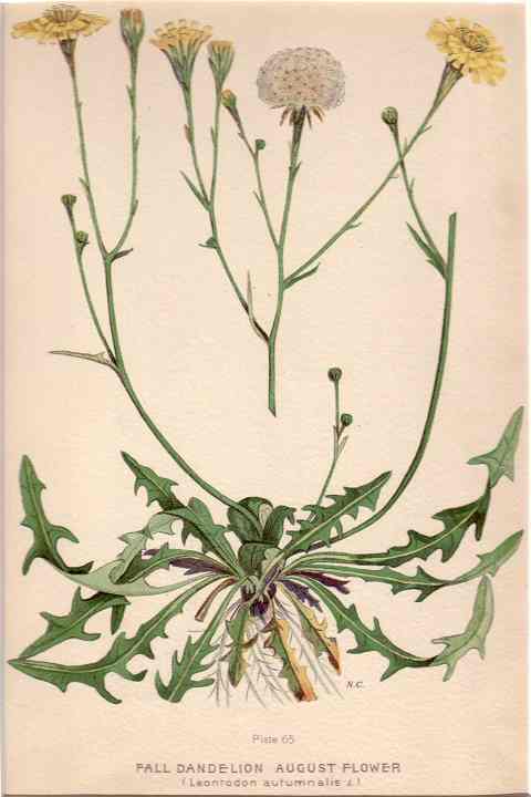 botanical print c.1906 from our Prints catalogue - Phoenixant.com