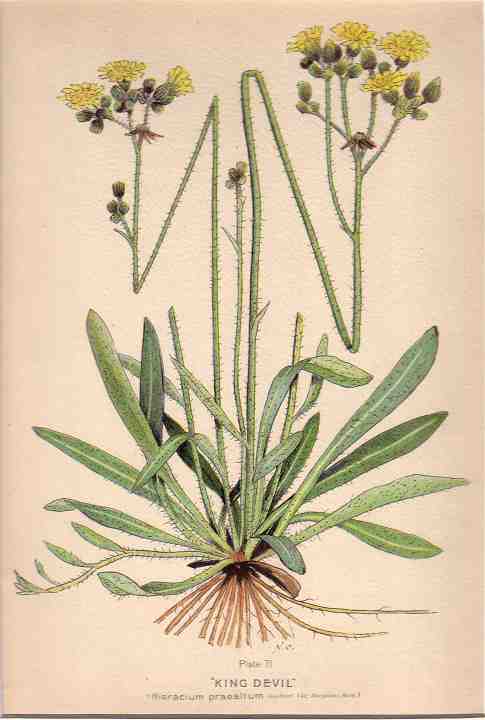 botanical print c.1906 from our Prints catalogue - Phoenixant.com