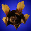 art deco ceiling fixture from our Lighting catalogue - Phoenixant.com